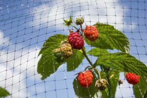 FRUIT CAGE NET 16MX2M N