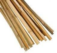 BAMBOO GARDEN CANE PK10 6′ (1.8MT) APOLLO