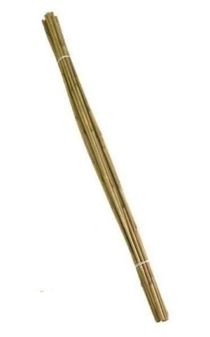 Ambassador Bamboo Canes 6′ Pack of 10
