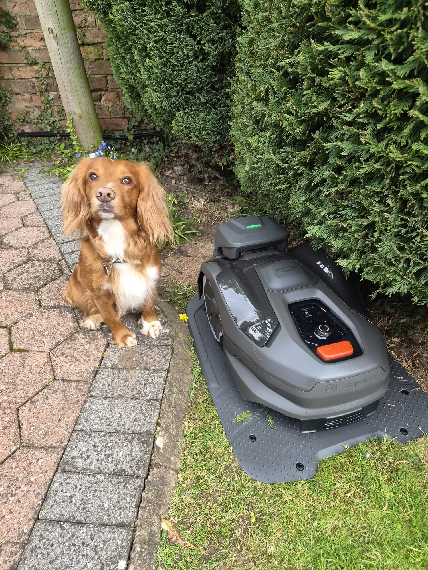Husqvarna robotic mower installation in Harrogate